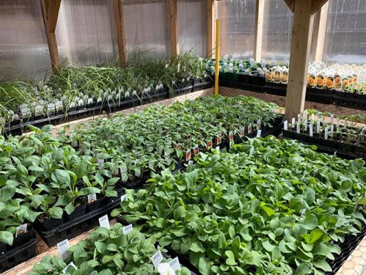 Benches of vegetable starts in the Platte Valley Nursery greenhouse