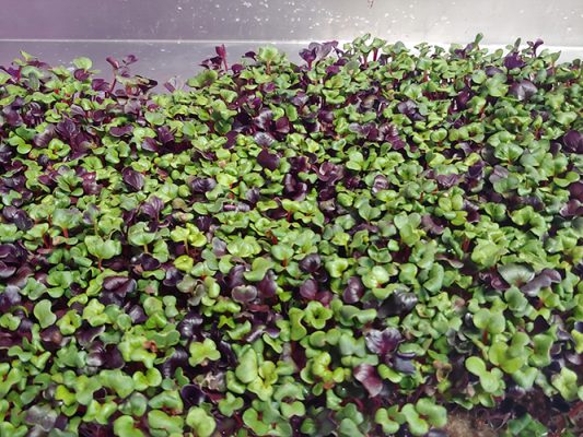 Flats of young starts ready for Casper gardens